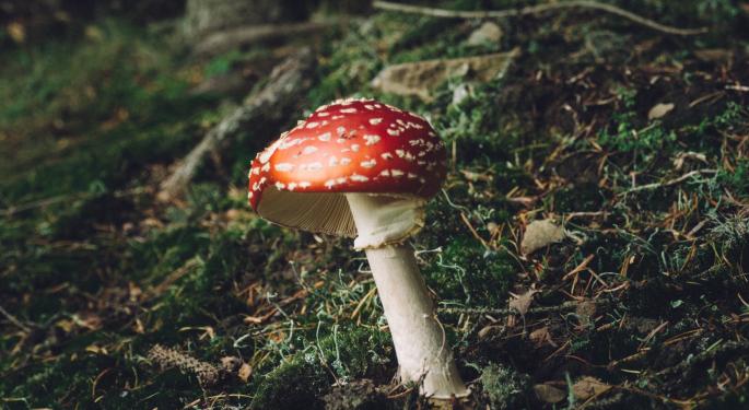 Studying The 'Magic' In Shrooms: New Research Will Assess Origin Of Psychedelic Properties