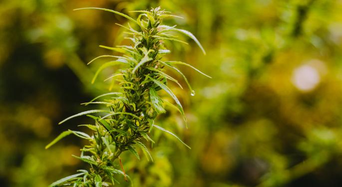 Understanding THC And TAC On Cannabis Labels