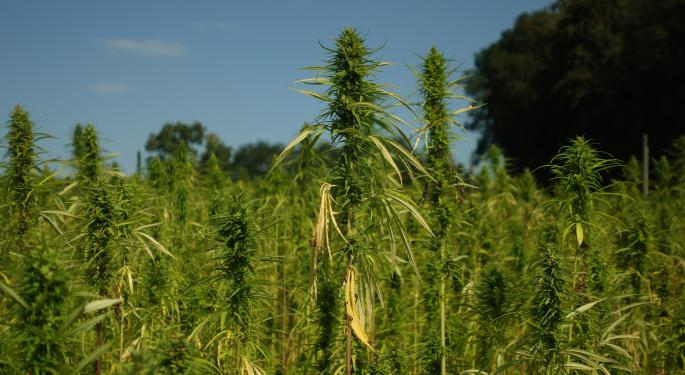 Narco Slaves Worked To Death On Illegal Cannabis Farms: Report Reveals Heartbreaking Reality