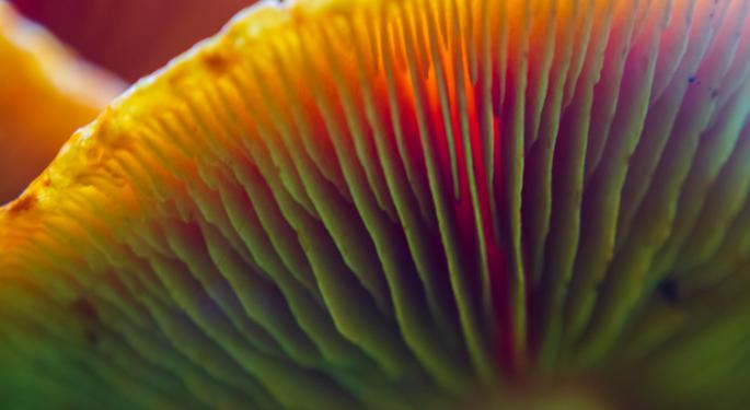 United Food And Commercial Workers Supports New Jersey Psilocybin Bill