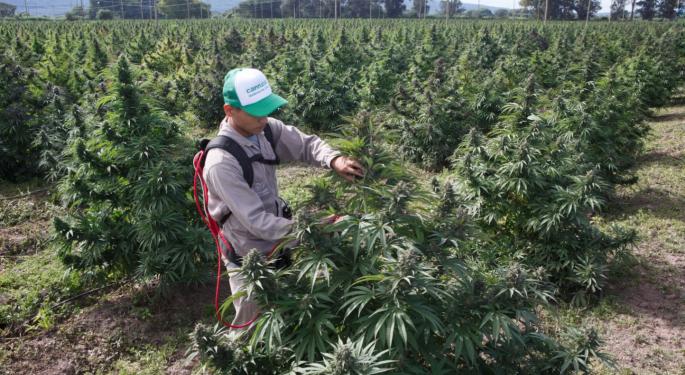 EXCLUSIVE: A 600-Acres Cannabis Giant 'Hidden' In The Jungle Is On Its Way To Becoming EU GMP Certified, Meet Cannava
