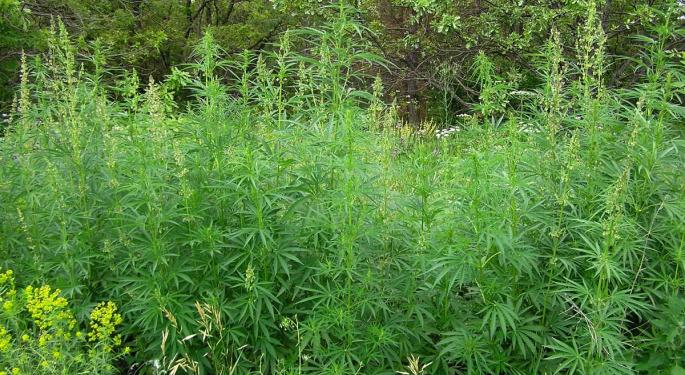 What Is Cannabis Ruderalis And What Are Its Effects?