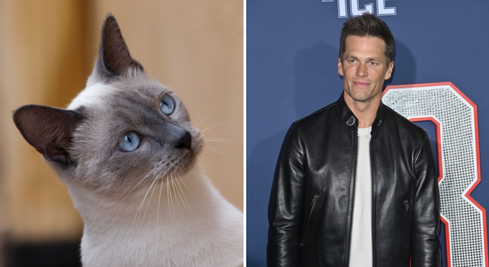 A Kitten Is The Only Thing Standing In Tom Brady's Way For His Next Career Move