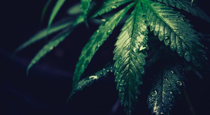Companion Plants For Cannabis Growing, From Lavender To Sunflower