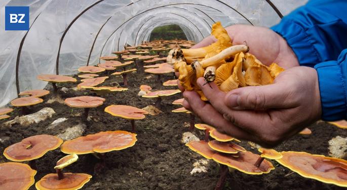 Canadian Patients Demand Access To Psilocybin: Federal Lawsuit, Official Petition & Failing Mechanism