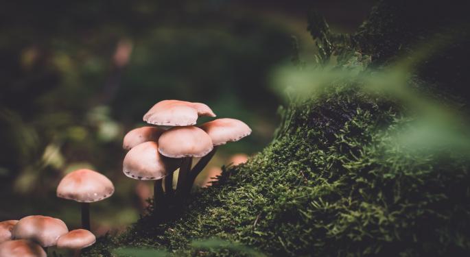 How To Grow Your Own Magic Mushrooms At Home: A Comprehensive Guide To Grow Kits