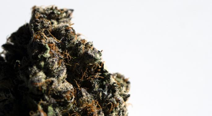 What Are Cannabis Trichomes And What's Their Importance