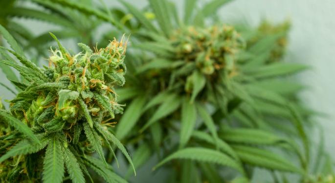 Global Marijuana Viroid Outbreak Sparks Concern Among Experts