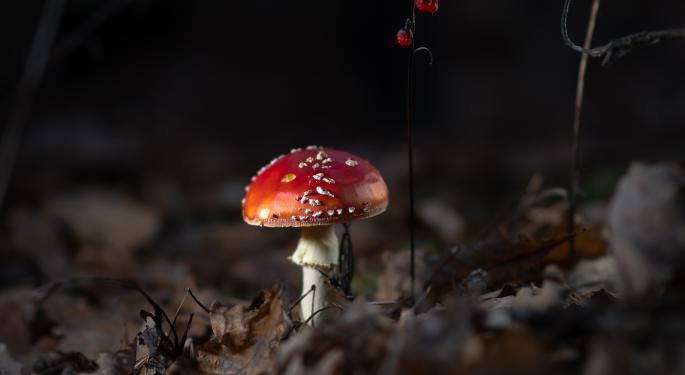 Amanita Muscaria Mushrooms Are Taking The Lead In Markets As Research Ramps Up