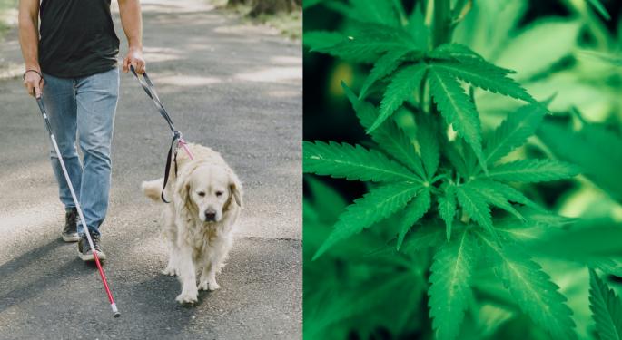 Guide Dog Becomes Disoriented From Second-Hand Cannabis Smoke Stirring Debate In Malta