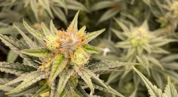 Infectious Pathogen Silently Spreads To Over 90% Of California's Cannabis Farms, Destroying THC Production