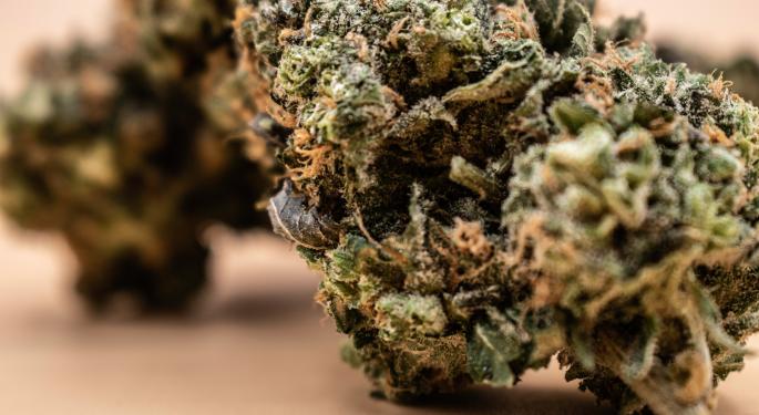Oklahoma Produces 32 Times More Marijuana Than Necessary And It's Going Into Wrong Hands