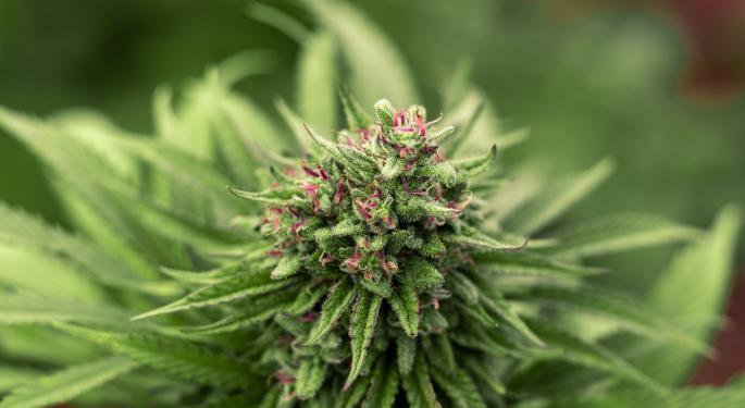 Oasis Cannabis Launches VIP Loyalty Program