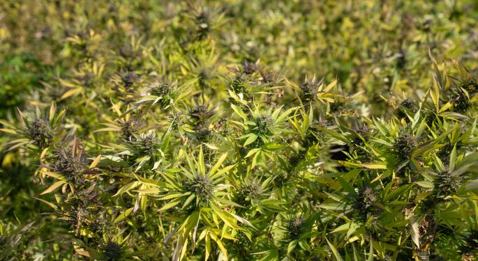 'Fill Berlin Up With Weed:' Hemp Shoes Brand Campaign Sends CEO To Jail & More Global Cannabis Updates
