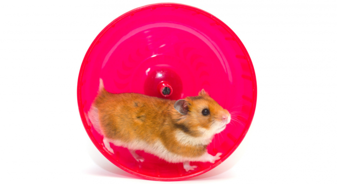 What Is Hamster Race Betting? Inside The New World Of Crypto Degen Gambling And The Animals Involved