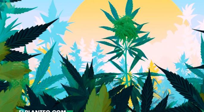 Argentina's Cannabis Commerce Takes Off, New Categories Open Doors To Huge Domestic Market, Producers And Exports