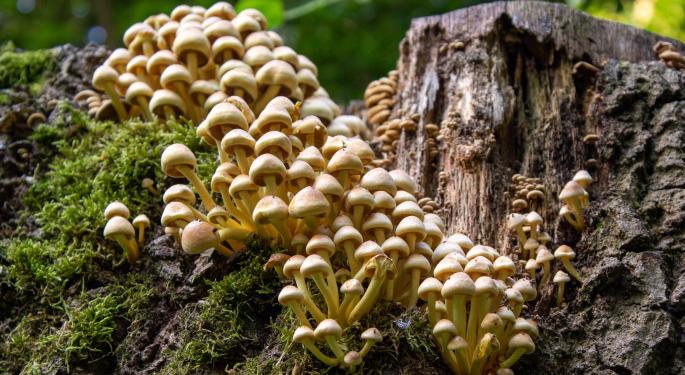 This Maine City Moves Unanimously On Decriminalizing Psychedelics: Focus On Public Health