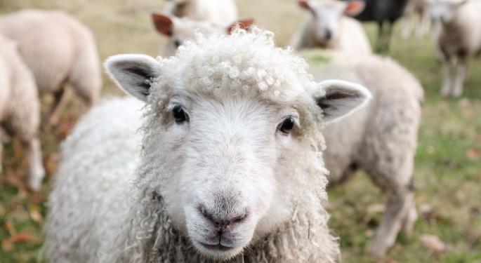 Sheep Ate 600lbs Of Cannabis While Sheltering From A Storm: Here's What They Did Next