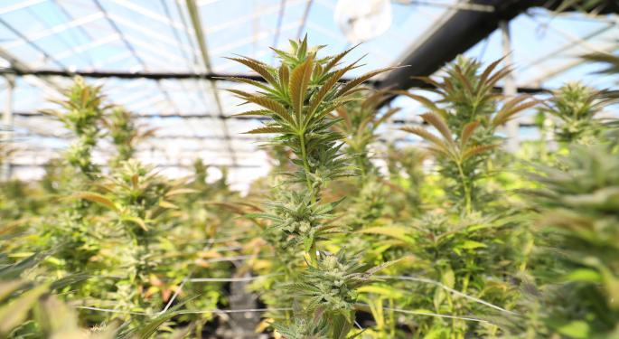 Michigan Marijuana Businesses Launch Tours Showing Cultivation & Processing Secrets – Original Way To Fight Stigma
