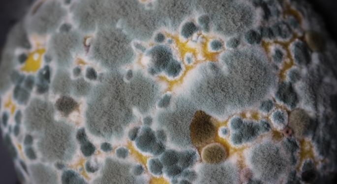 Testing Cannabis Flower For Yeast And Mold In Just 8 Hours Now Possible With This New Assay