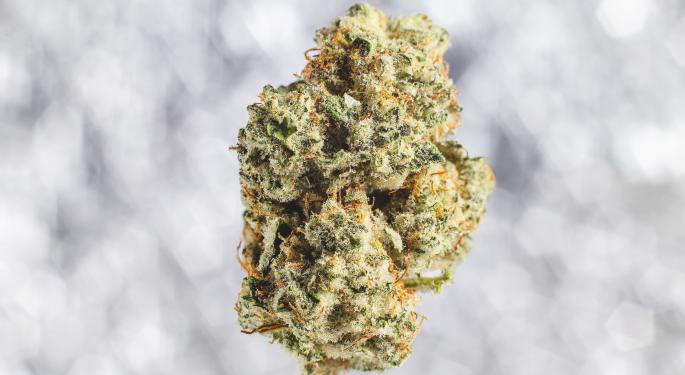 Florida's Cannabis Landscape Gets An Upgrade With New Flower Brands, Here's Where To Find Them