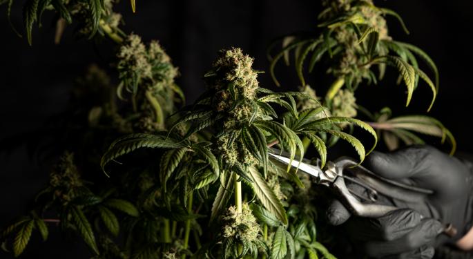 Europe's Cannabis Market, Worth $12.4B, Is A Magnet For Organized Crime, New EMCDDA And Europol Report Reveals