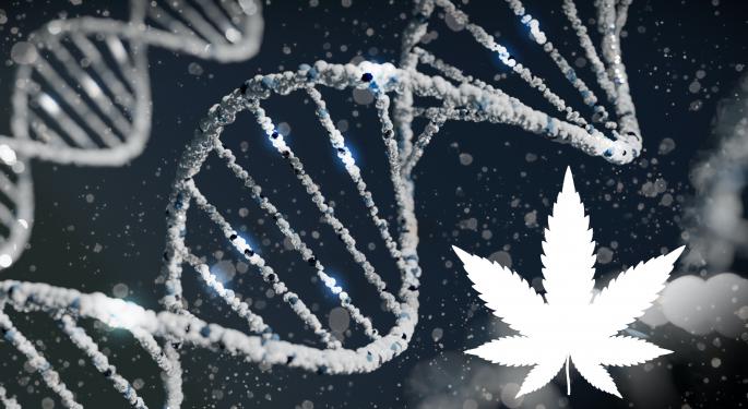 Yale Scientists Find Genetic Link To Cannabis Use Disorder In Large Genome Study