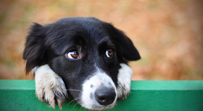 Mysterious Canine Respiratory Ailment Affects Dogs In Various US States