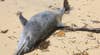 Sonares de Rusia son sospechosos de matar +100 delfines en Crimea