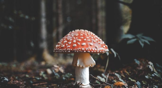 Mushroom Hunting Guides On Amazon Could Reportedly Be Fatal: 'The Deadliest AI Scam'