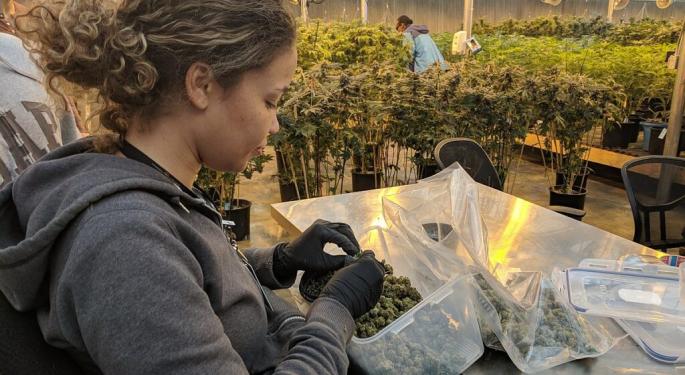 Cannabis Harvest Is Now: Industry Grapples Over Where And How To Get Enough Workers