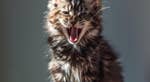 La euforia de "Roaring Kitty" impulsa las monedas meme