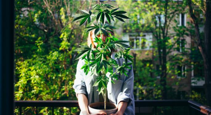 56% Of Americans Say Marijuana Users Would Create Good Cannabis Policy As They Don't Trust Big Pharma, Tobacco And Alcohol