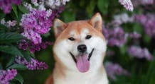 El icónico Shiba Inu de Dogecoin fallece a los 18 años