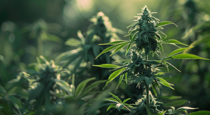 $2.5M Loan For Tribal Cannabis Facility Approved By Minnesota State Agency, Overriding Board Opposition