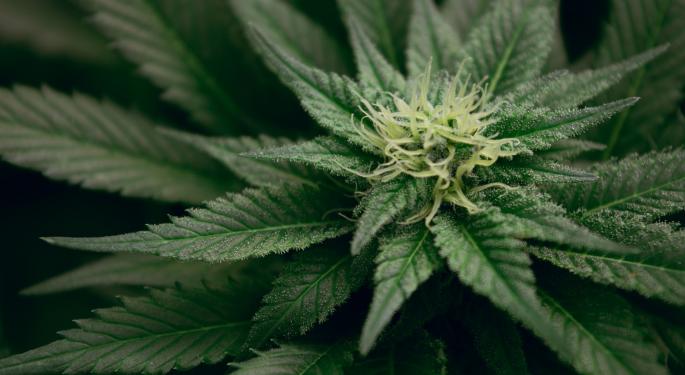 The 4 Most Expensive Cannabis Strains On The Market - And 4 Cheaper Ones That Are Just As Good