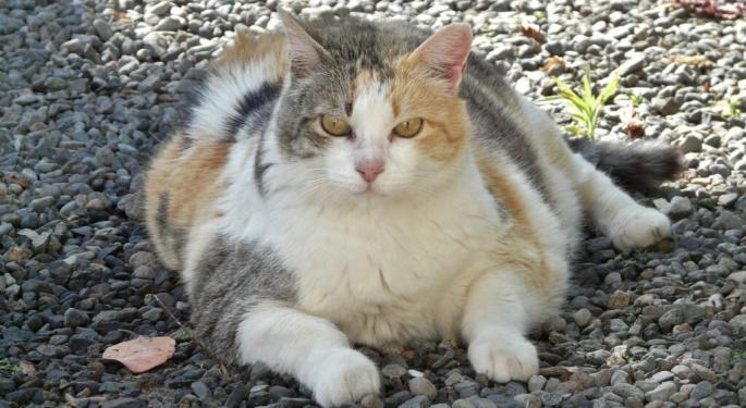Humans Clamor For Weight Loss Drugs, But The Next Users Could Be... Pets?