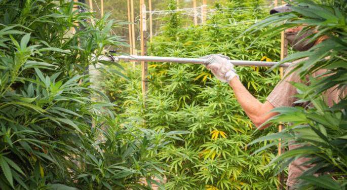 California Cannabis Crisis: Dangerous Pesticides Found In Popular Weed Products, Investigation Reveals