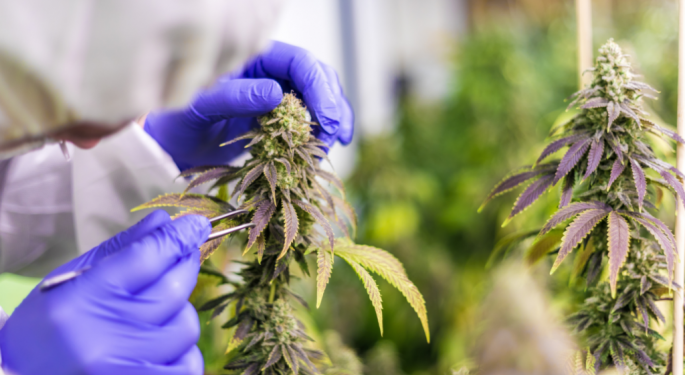 Talarya Brands: Commitment To Pure Cultivation And Manufacturing In Cannabis