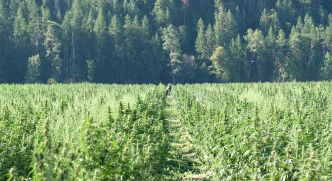 Cannabis Genetics Company Teams Up With AI-Based Cultivation Management Platform To Optimize Growing Process