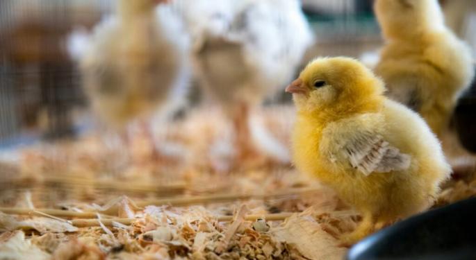 Health Officials Keep Close Eye On Bird Flu As It Infects Cows For The First Time