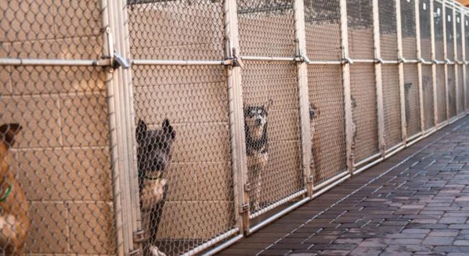Cannabis For A Cause: Chicago Dispensary's Unique Response To National Animal Shelter Crisis