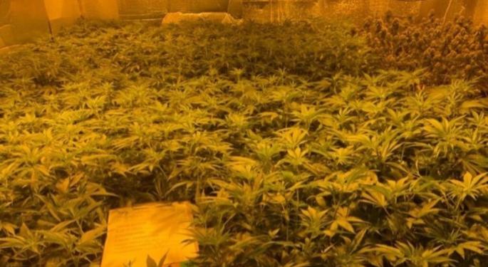 GOP Sen. Collins Grills FBI On 'Serious Problem' Of Chinese Organized Crime In Illegal Cannabis Cultivation In Maine