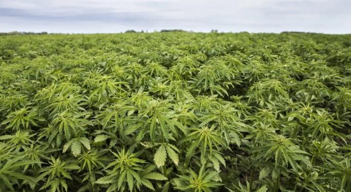 How Hemp Became America's Loophole For Legal Highs