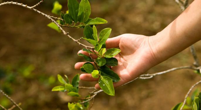 Decocainized Coca Leaf Derivatives Coming To US Cannabis Market Thanks To This Partnership