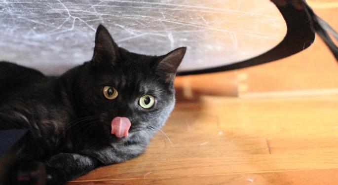 Cat In A Dogs World Outsmarts Dogecoin, Shiba Inu, Emerges As Top Coin For The Week: What's Going On?