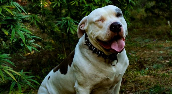 'We're Not Just Here to Sell Weed': An Illinois Dispensary's Mission To Home Shelter Dogs