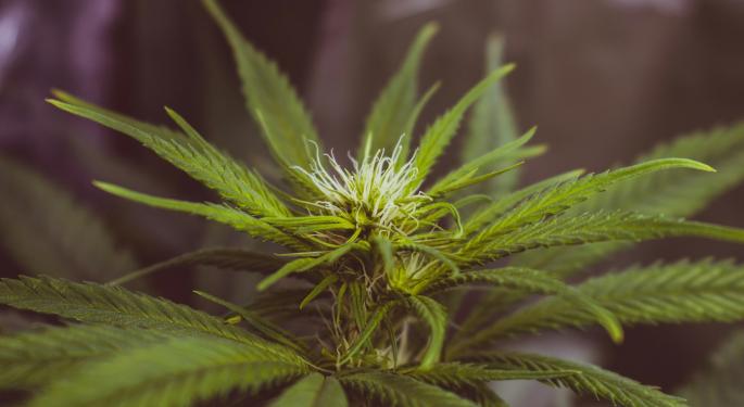 Top 5 Highest THC Cannabis Strains For 2024