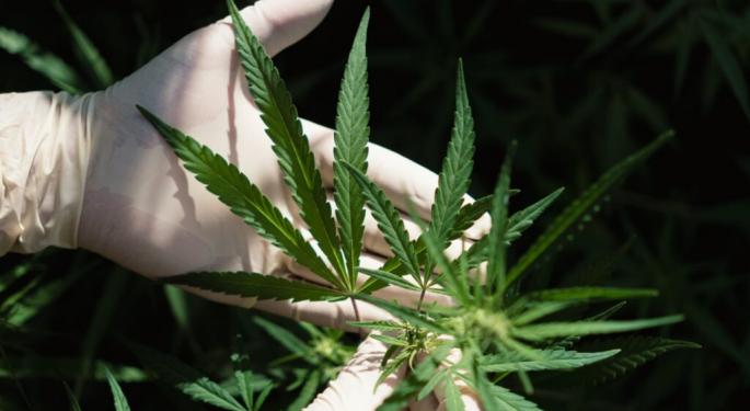 New Zealand's Cannabis Legacy Genetics Reach Australian Medical Marijuana Market