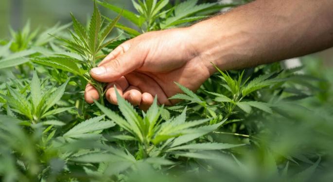 Cannabis Deregulation Before The Election? Cannabiz Supply CEO Says, 'Don't Count On It'